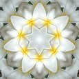 Imagami-Wasserwandler Tempelblume, 10 cm